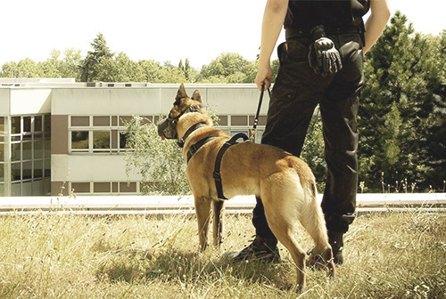 agent cynophile société de gardiennage à agen société de gardiennage à Agen agent cynophile